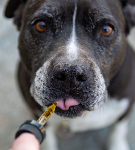 black and white american pitbull terrier